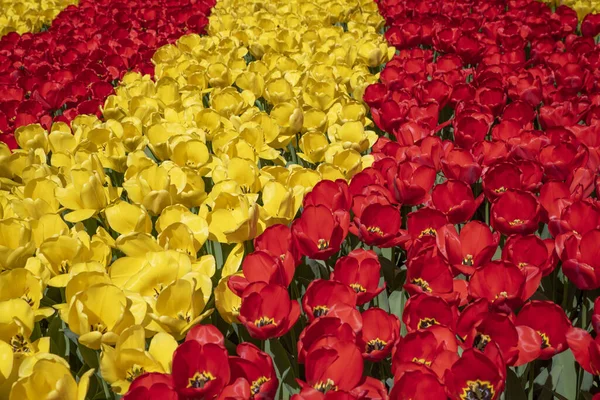 Red Yellow Tulips Outdoors Sunny Day — Stock Photo, Image