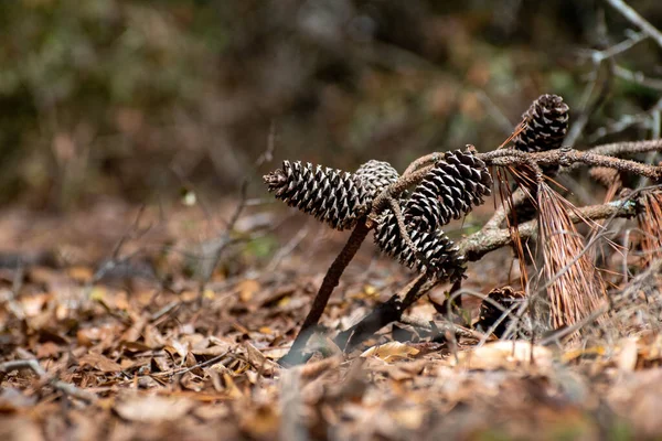 Een Close Van Een Boomtak Met Dennen Het Bos — Stockfoto