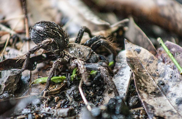 Eine Nahaufnahme Einer Braunen Haarigen Spinne Auf Dem Boden Isoliert — Stockfoto