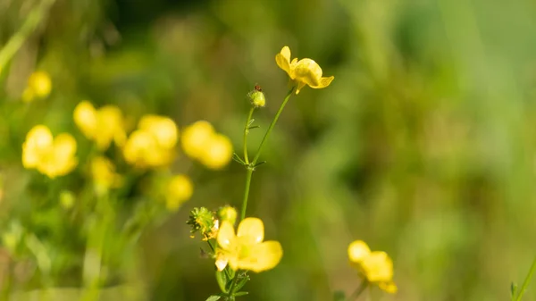 Een Close Van Een Gele Bloem Een Veld — Stockfoto