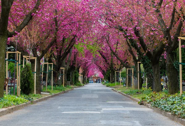 満開の桜に囲まれた空の道 — ストック写真