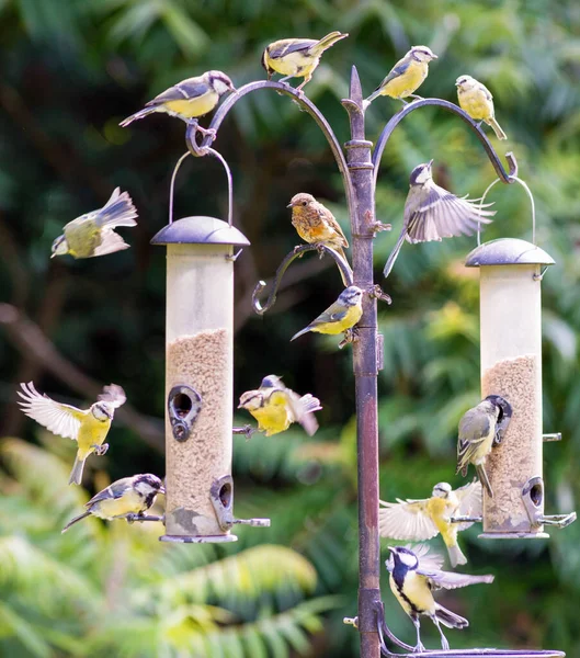 Flock Blue Tits Causing Mayhem Garden Seed Feeder — ストック写真