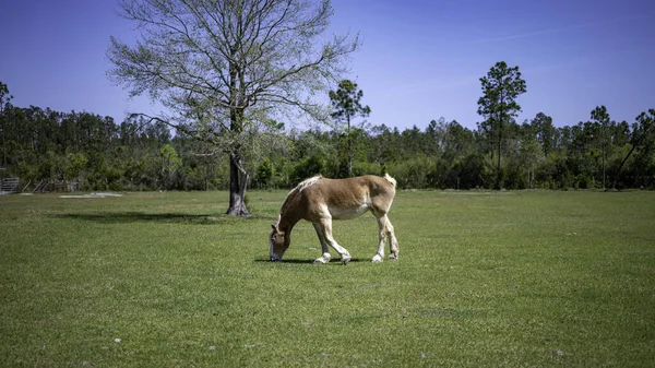 Selective Focus Shot Horse Grazing Pasture — Foto de Stock