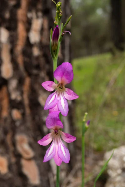 Fioletowe Dzikie Tęczówki Nieostrym Lasem Sosnowym Tle — Zdjęcie stockowe