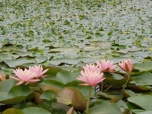 Gros Plan Nénuphars Roses Nymphaea Colorado Dans Étang — Photo