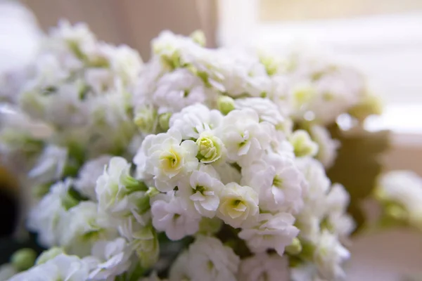 Spring Flowers Blooming Many Small White Flowers Home Indoor Plants — Stock Photo, Image