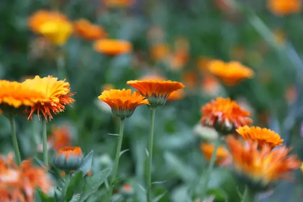 Lebendige Orange Ringelblumen Die Einem Garten Wachsen — Stockfoto