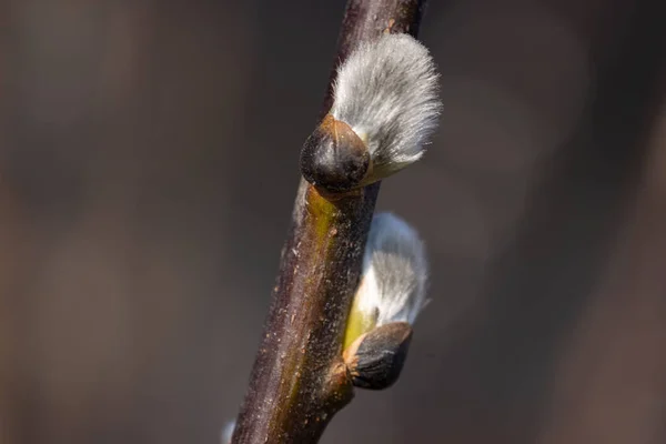 Close Shot Willow Twig Blooming Early Spring Blurred Background — Stock Photo, Image