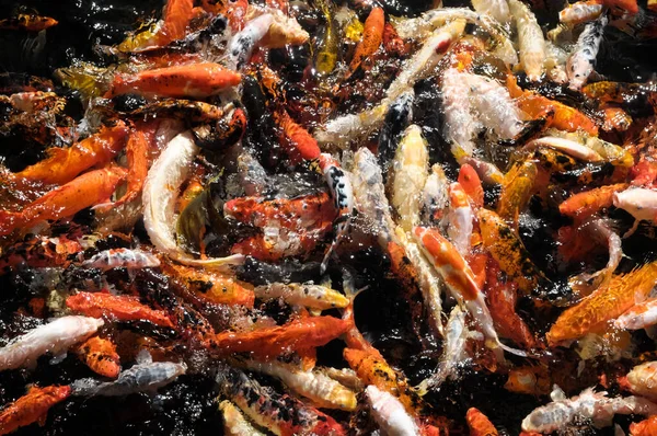 Muitas Carpas Koi Coloridas Uma Lagoa Escura — Fotografia de Stock