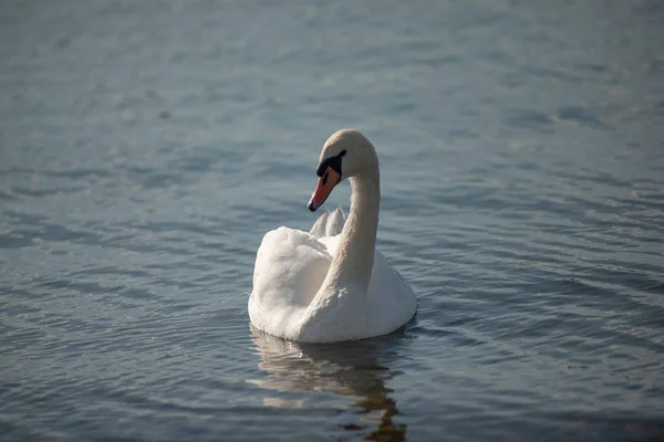 Крупный План Белого Лебедя Плавающего Воде — стоковое фото