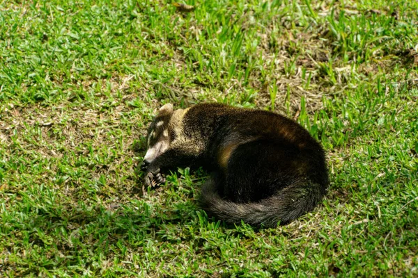 Lazy Coati Наслаждаясь Солнцем Costa Rica Мексиканской Провинции Алахуэла Обрушились — стоковое фото