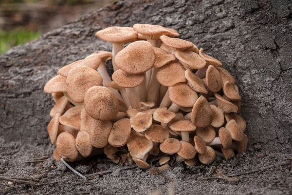 A closeup of a cluster of mushrooms growing on a tree in a yard in New Bern, North Carolina