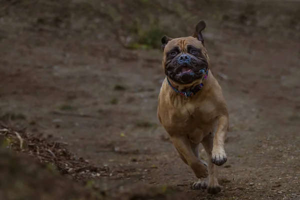 Bullmastiff Runningwith Bright Eyes Open Mouth Wearing Multi Colored Collar — Stock Photo, Image