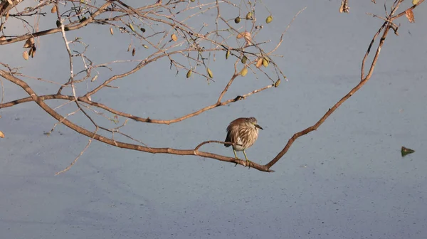 Bonito Indian Pond Heron Empoleirado Galho Árvore Acima Lago — Fotografia de Stock