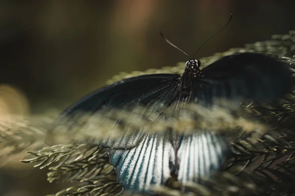 Primer Plano Una Hermosa Mariposa Papilio Memnon Sobre Una Hoja —  Fotos de Stock