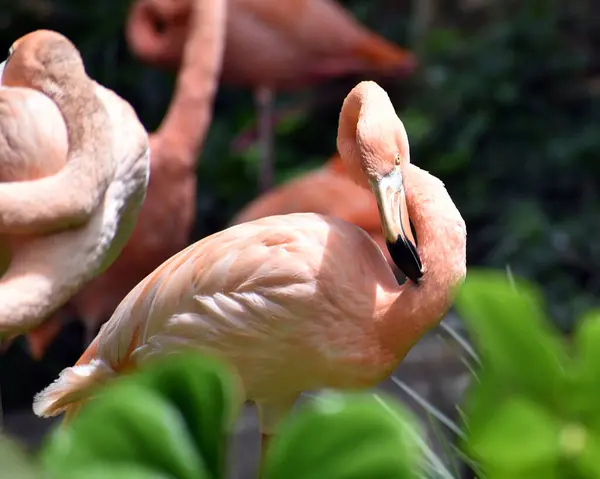 Closeup Shot Beautiful Flamingos — Stock Photo, Image