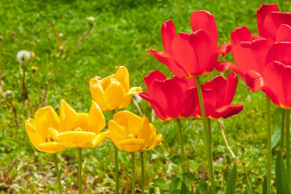 Closeup Shot Red Yellow Tulips Field Day — Photo