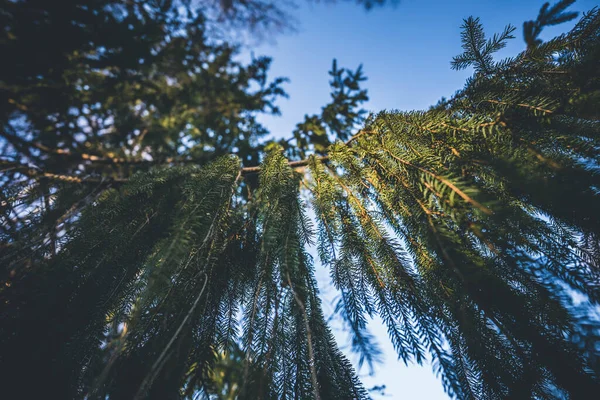 Arka Planda Bir Ağacın Dalının Alçak Açılı Görüntüsü — Stok fotoğraf