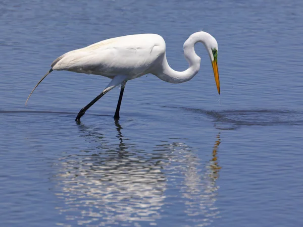 Hermoso Tiro Gran Pájaro Garza Busca Comida Río Día Soleado —  Fotos de Stock