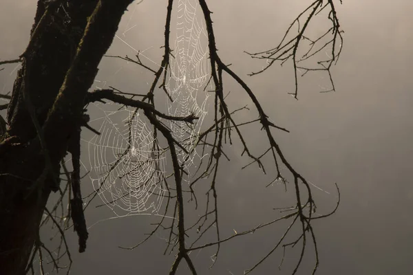 Sisin Önündeki Bir Ağacın Dalları Arasında Bir Örümcek Ağı Planı — Stok fotoğraf