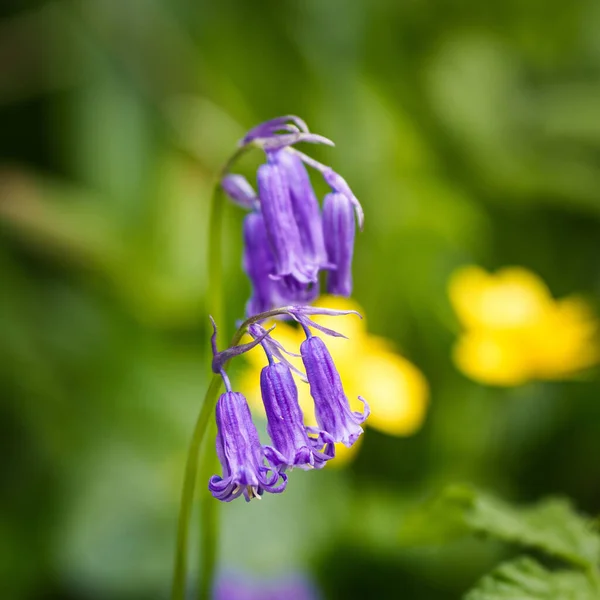 Gros Plan Belles Fleurs Violettes Bluebell Commune Dans Jardin — Photo