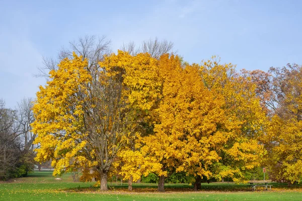 公園内に黄色の葉を持つ木々の閉鎖 — ストック写真
