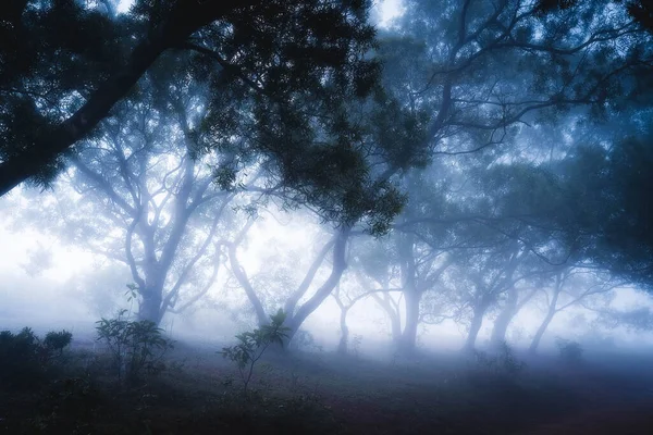 A creepy mysterious foggy forest at daytime