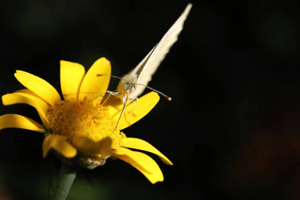 黒の背景に黄色の花に昆虫のクローズアップショット — ストック写真