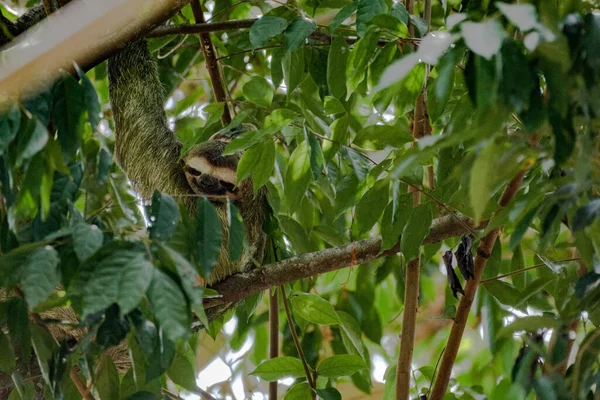 A view of a beautiful sloth on a tree in a forest on a sunny day