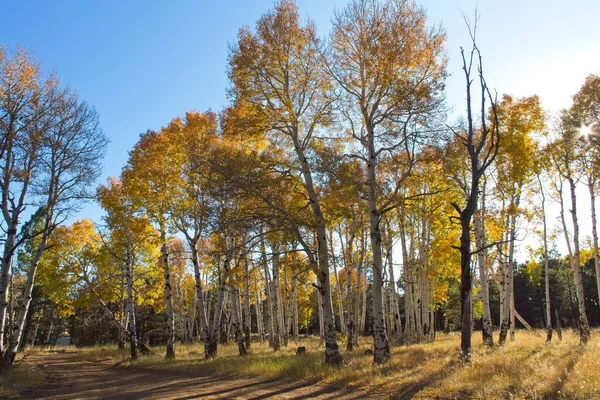 Flagstaff Arizona Bölgesinde Sonbahar Renkleri — Stok fotoğraf