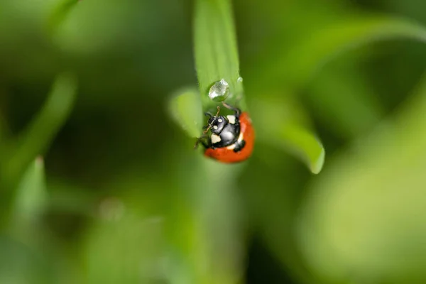 Eine Nahaufnahme Eines Schönen Marienkäfers Einem Sonnigen Tag Gras Auf — Stockfoto