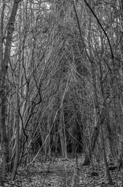 Vertical Grayscale Creepy Forest Leafless Trees — Stock Photo, Image