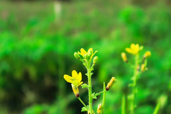 背景がぼやけて晴れた日に庭に咲く黄色の花の芽の選択的な焦点ショット — ストック写真