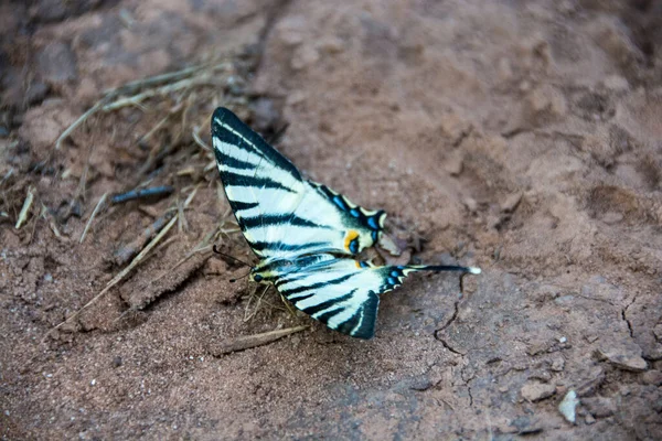 Μια Όμορφη Πεταλούδα Iphiclides Podalirius Scarce Swallowtail Mountain Rtanj Στη — Φωτογραφία Αρχείου