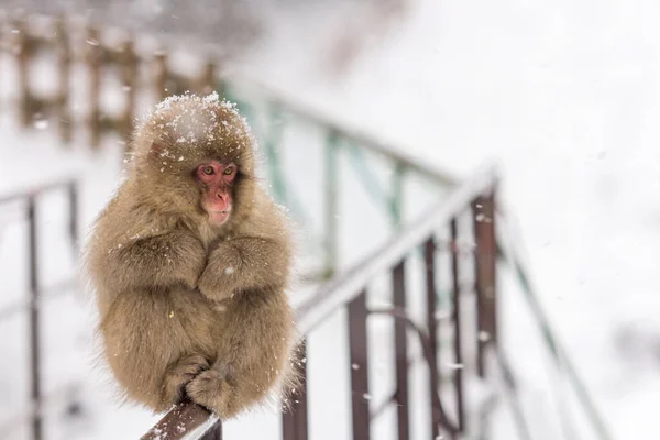 Detailní Záběr Nadýchané Divoké Makaky Opice Zábradlí Pod Sněhem — Stock fotografie