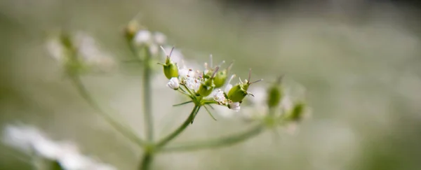 Flower Coriander Plant Sunny Day Fully Blured Background Its Scientific — Stock Photo, Image