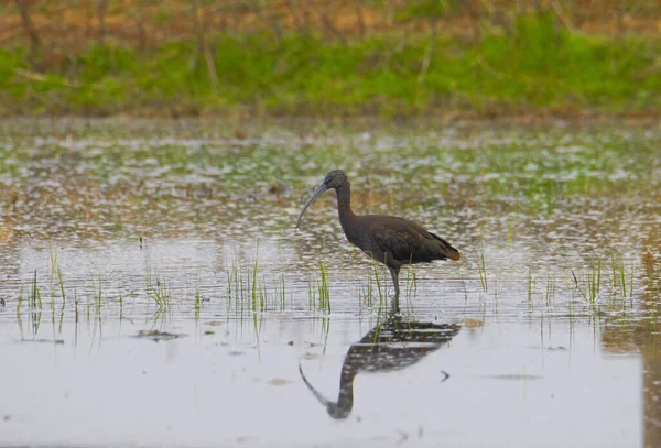 Pássaro Pão Espetacular Prados Pantanosos Rasos Com Seu Reflexo Superfície — Fotografia de Stock