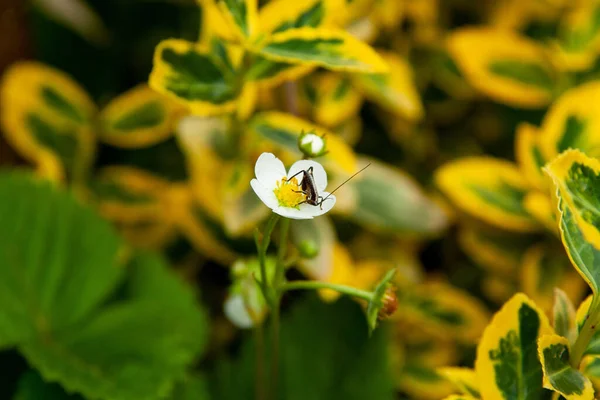 背景がぼやけて晴れた日に野花の蜜を吸うバンブルビーのクローズアップショット — ストック写真