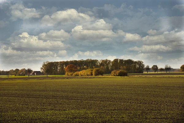 Une Belle Vue Sur Paysage Herbeux Avec Des Arbres Sous — Photo