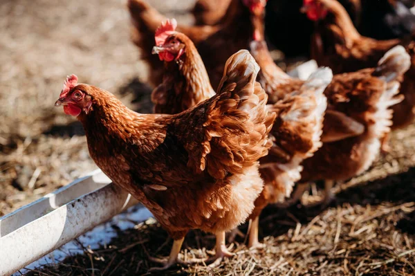 Bir Çiftlikteki Kırsal Kahverengi Tavuk Sürüsü — Stok fotoğraf