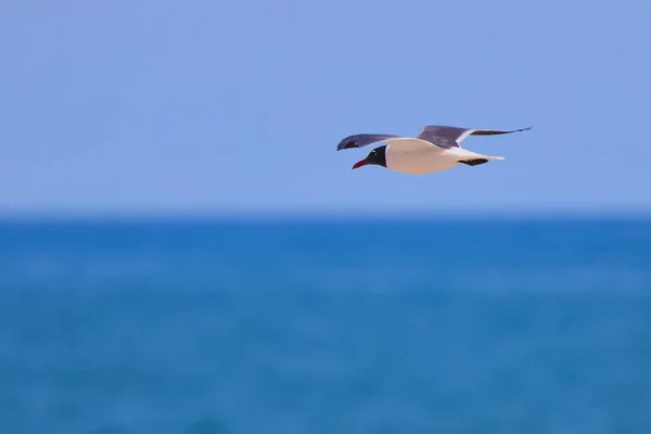 Tiro Selectivo Enfoque Una Gaviota Volando Sobre Mar —  Fotos de Stock