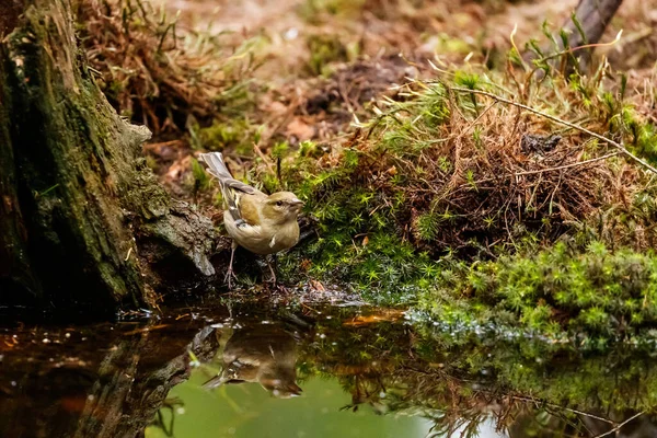 Closeup Adorable Common Chaffinch Puddle Woods —  Fotos de Stock