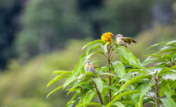 Top Van Een Groene Boom Met Drie Kleine Vogeltjes Geïsoleerd — Stockfoto