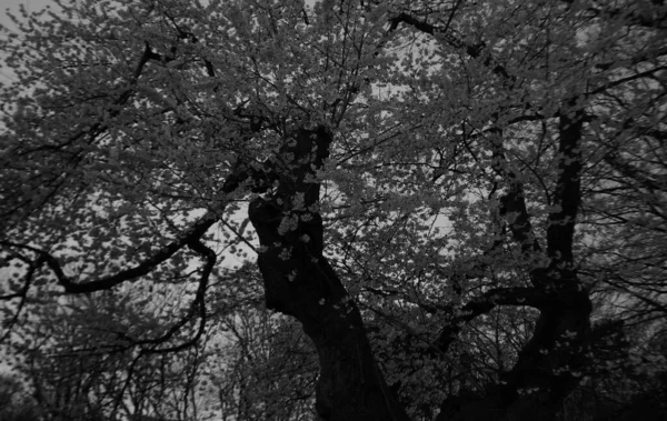 桜の灰色の低角度ショット — ストック写真
