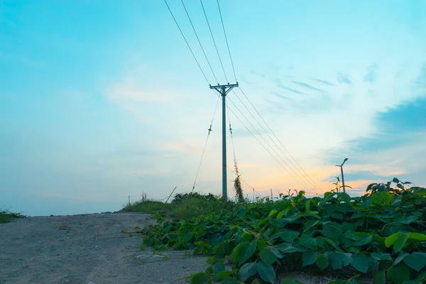 Power line in a village with plants at the side of a road in the foreground