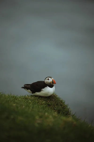 Eine Vertikale Aufnahme Eines Atlantischen Papageitauchers Fratercula Arctica Auf Verschwommenem — Stockfoto