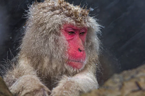 Detailní Záběr Nadýchané Divoké Makak Opice Pod Sněhem — Stock fotografie