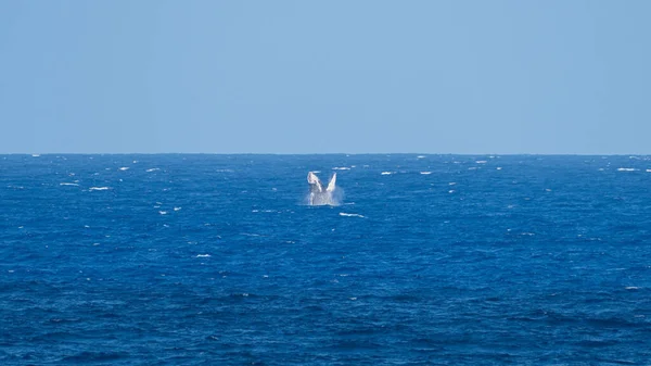 Una Vista Lontana Una Balena Che Irrompe Nell Oceano Kaena — Foto Stock