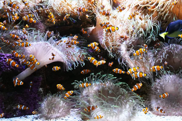 산호초와 리스의 어금니 — 스톡 사진