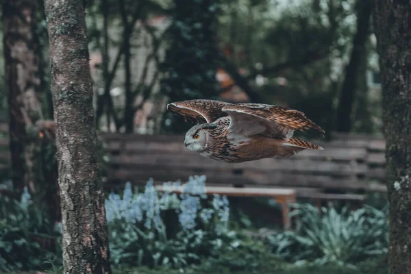 背景に木のあるユーラシアのワシのフクロウ — ストック写真